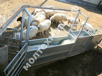 Система сортировки AfiSort для овец и коз