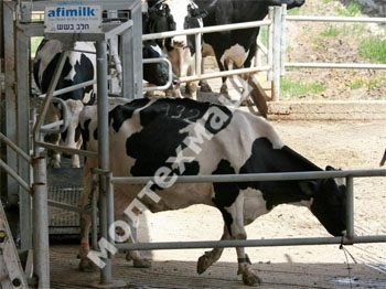 Система сортировки коров AfiSort